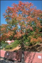 Early fall color on Chinese pistache. (Ed Perry)